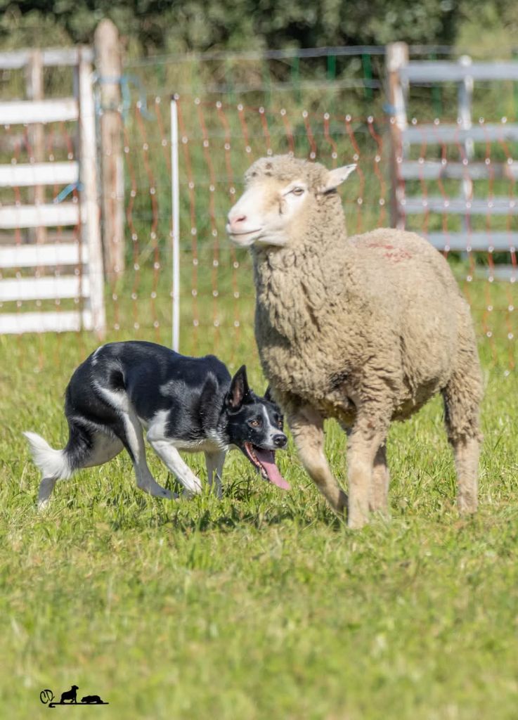 Les Border Collie de l'affixe De FinBerYo