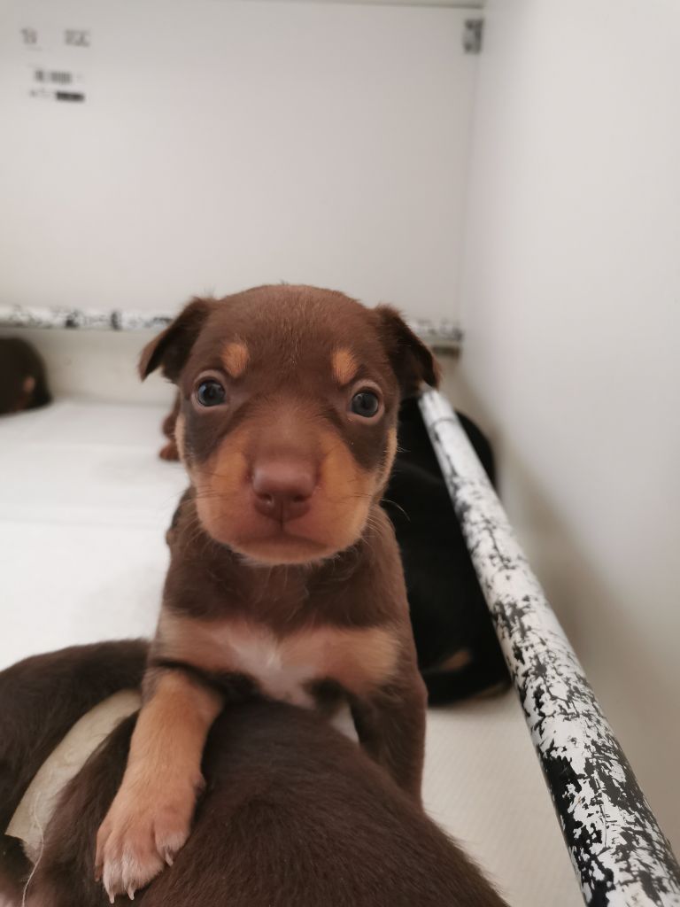 De FinBerYo - Chiot disponible  - Australian Kelpie