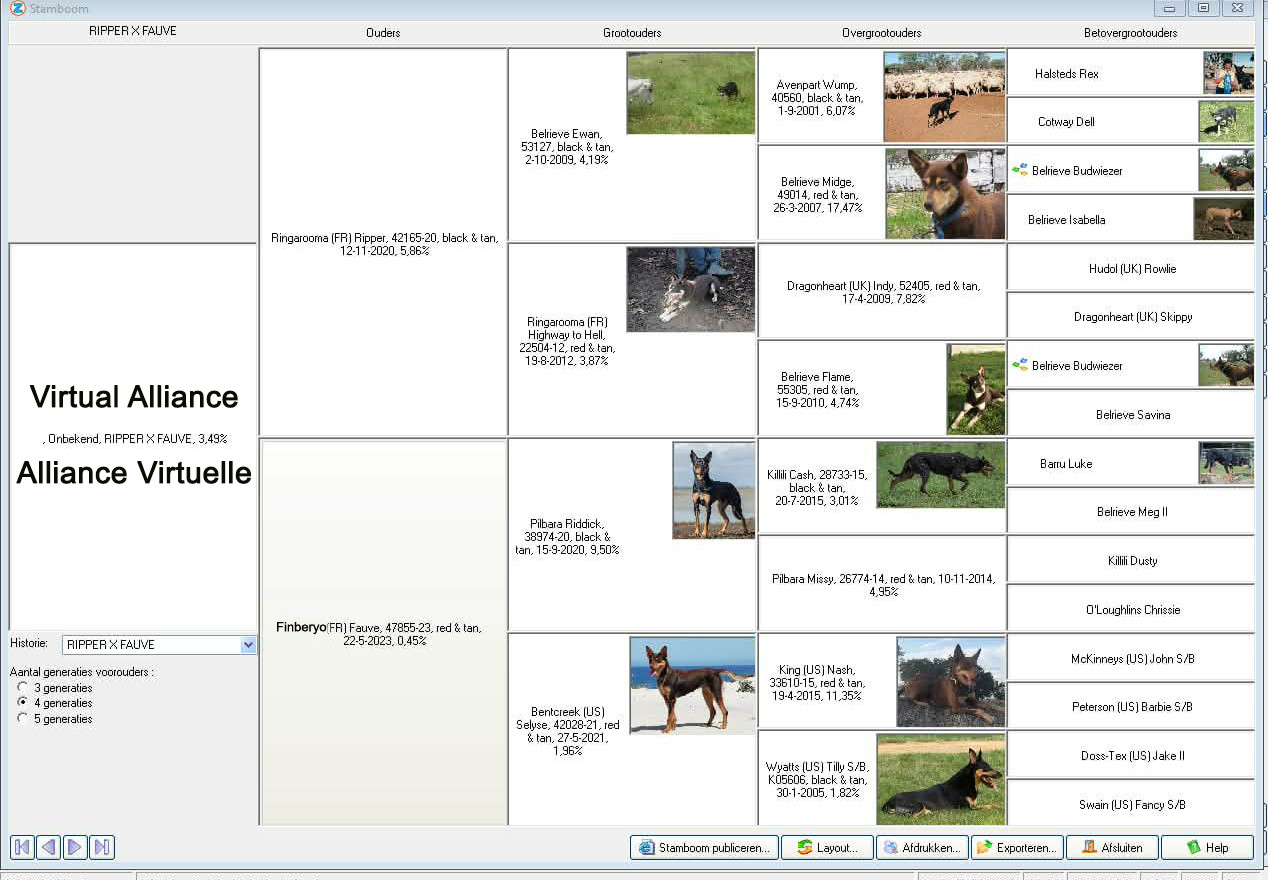 gestation confirmée pour Une Fauve de Finberyo