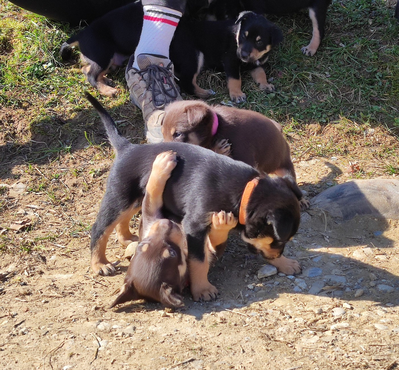 8 Chiots W.Kelpie nés le 31/01/2026-4F & 4M