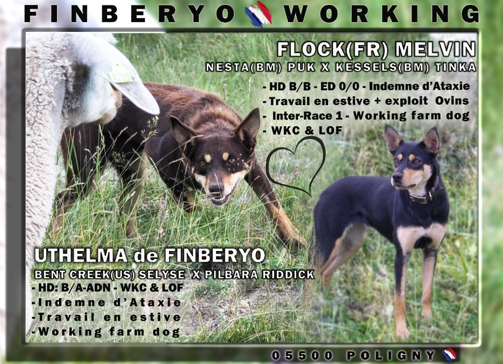 De FinBerYo - Australian Kelpie - Portée née le 19/07/2025
