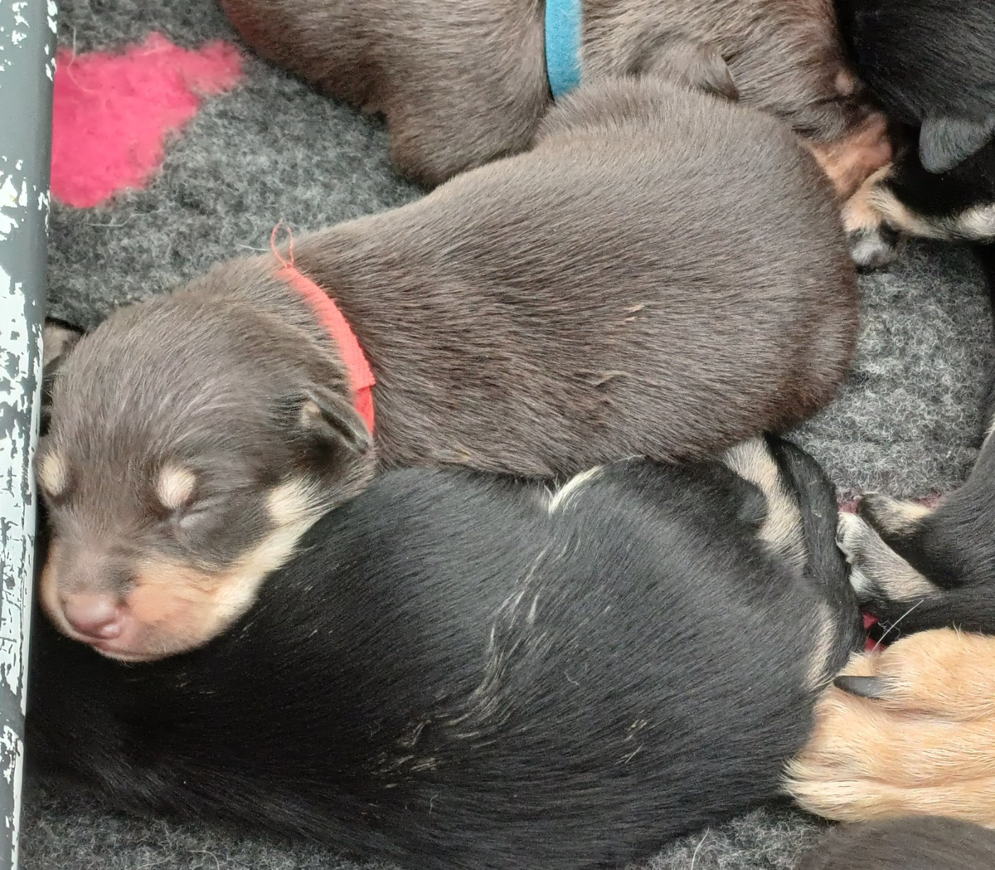 De FinBerYo - Chiots disponibles - Australian Kelpie