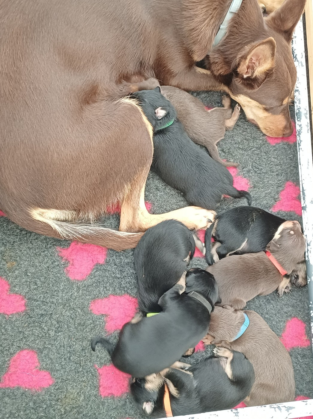 De FinBerYo - Chiots disponibles - Australian Kelpie