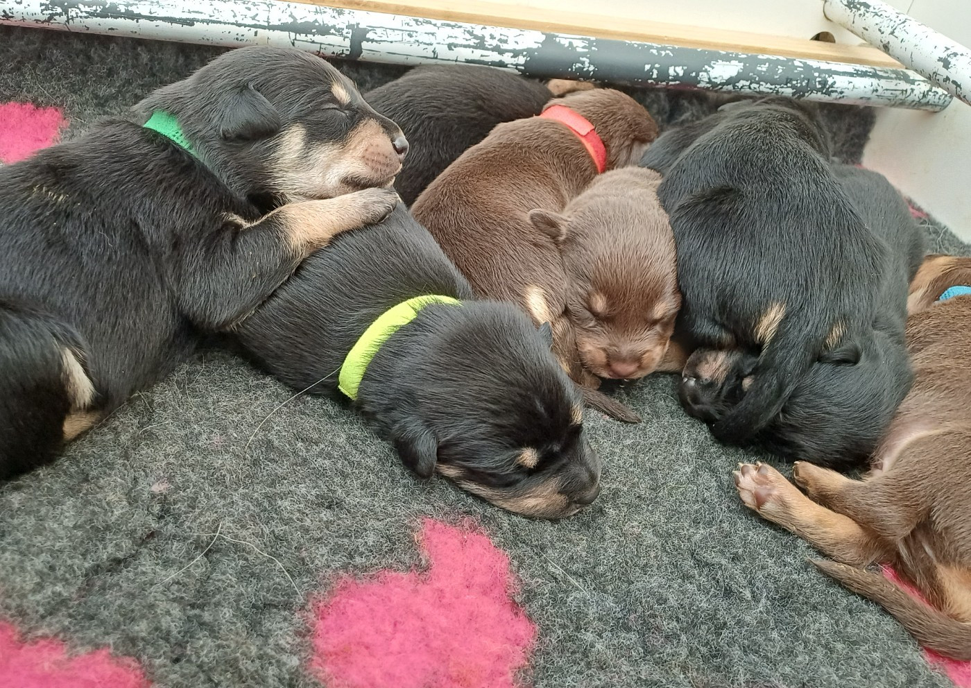 De FinBerYo - Chiots disponibles - Australian Kelpie