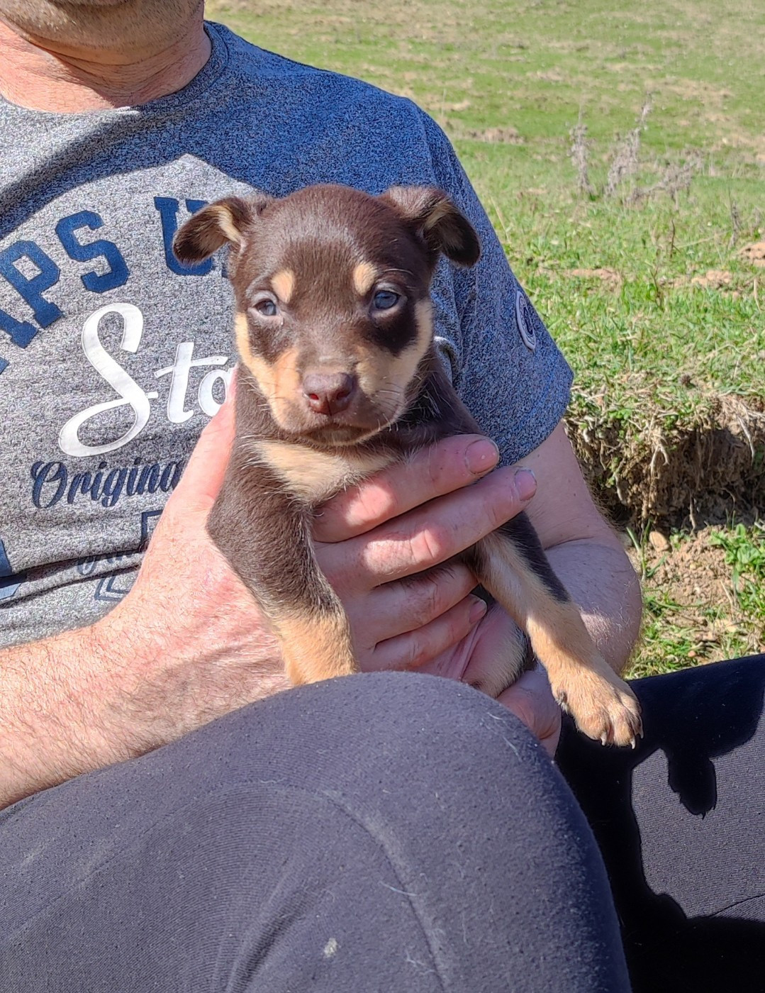 De FinBerYo - Chiots disponibles - Australian Kelpie