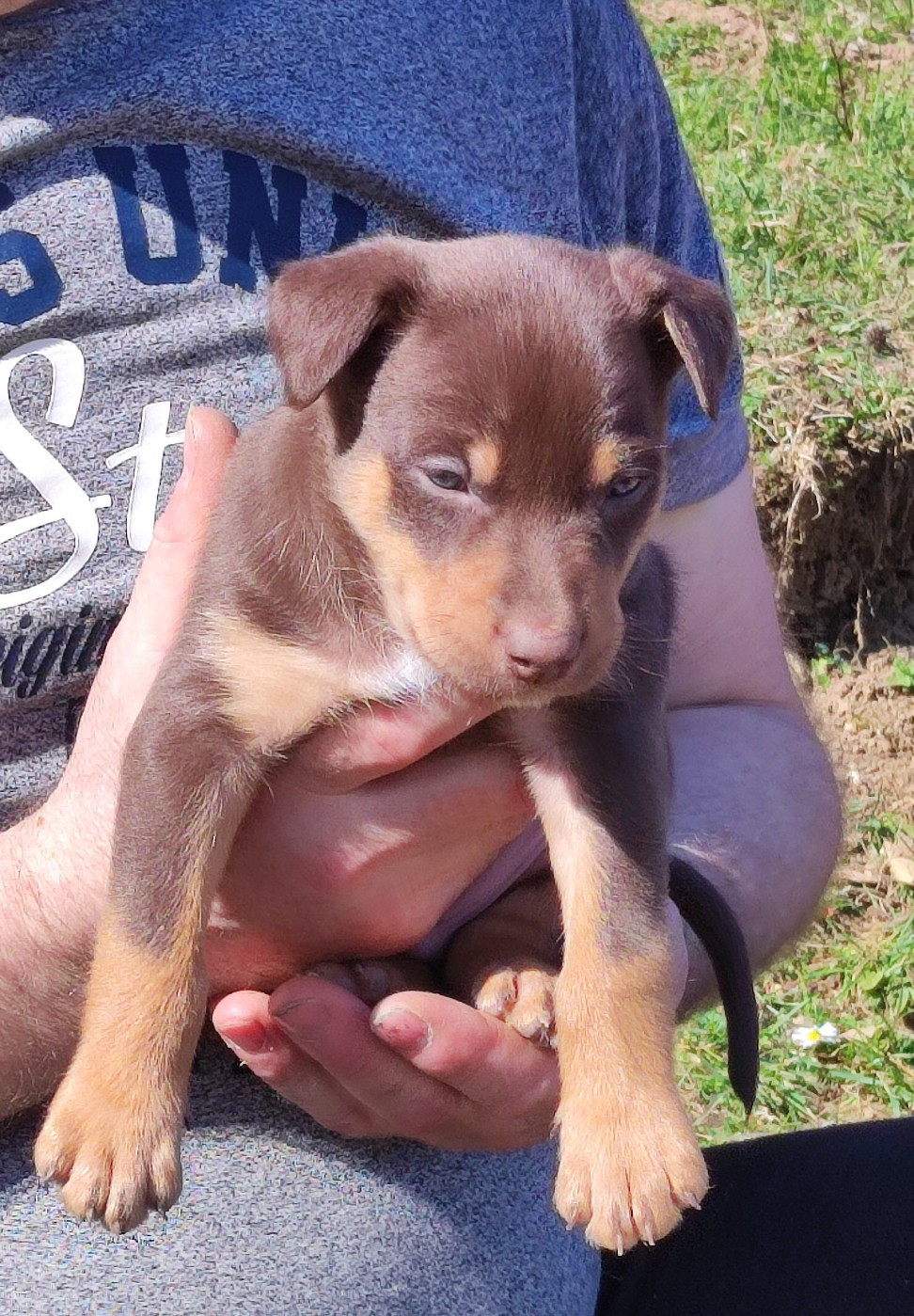 De FinBerYo - Chiots disponibles - Australian Kelpie