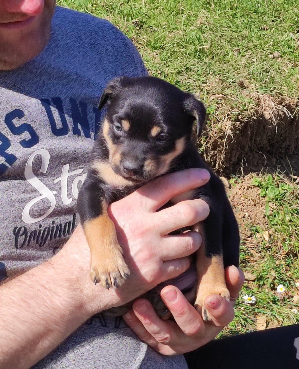 De FinBerYo - Chiots disponibles - Australian Kelpie