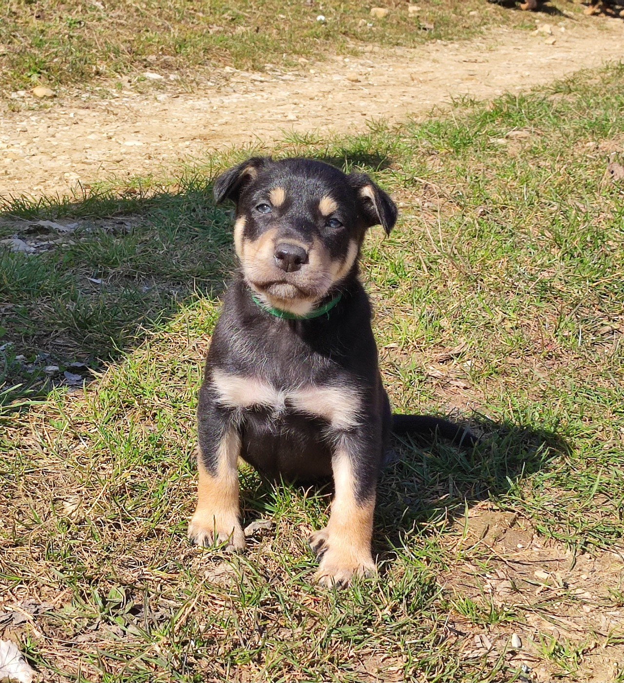 Chiot Australian Kelpie De FinBerYo