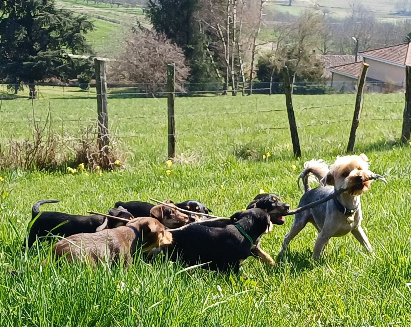 Chiot Australian Kelpie De FinBerYo