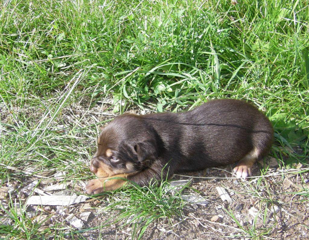 De FinBerYo - Chiots disponibles - Australian Kelpie