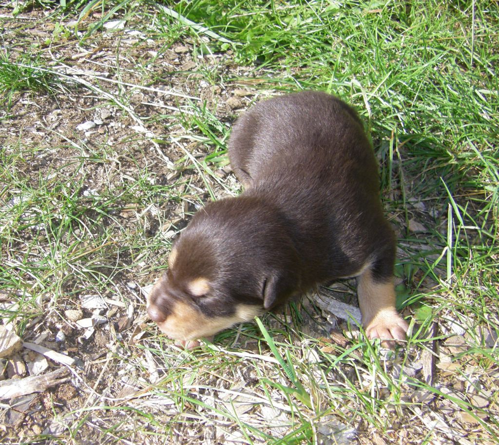 De FinBerYo - Chiots disponibles - Australian Kelpie