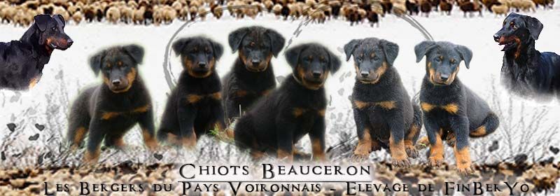 Chiot Berger de Beauce De FinBerYo