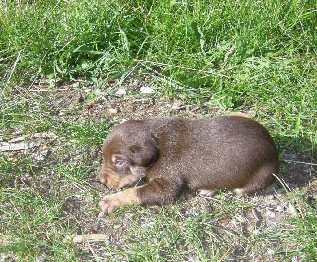 De FinBerYo - Chiots disponibles - Australian Kelpie